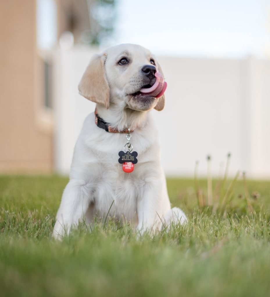 Understand What to Expect During Your Puppy’s First Year