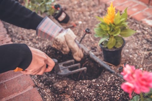 Gardening 