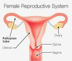 Tubal Reversal vs. IVF?