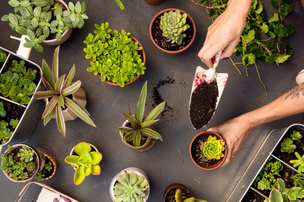 Everything You Need to Know About Gardening