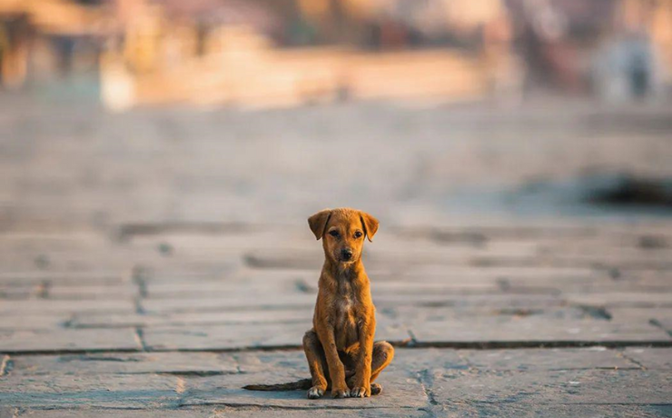 Pet Rescues In India - Hashtag Magazine