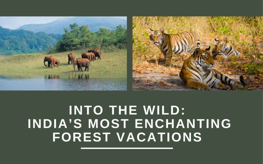 India’s Most Enchanting Forest Vacations