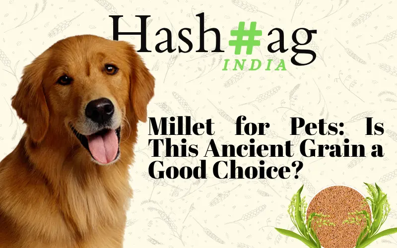 Is Millet Good for Pets in India