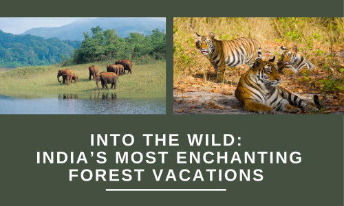 India’s Most Enchanting Forest Vacations