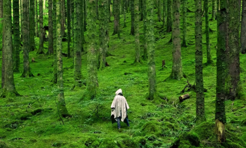 Into The Wild: India’s Most Enchanting Forest Vacations